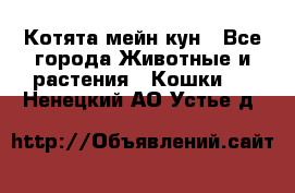 Котята мейн кун - Все города Животные и растения » Кошки   . Ненецкий АО,Устье д.